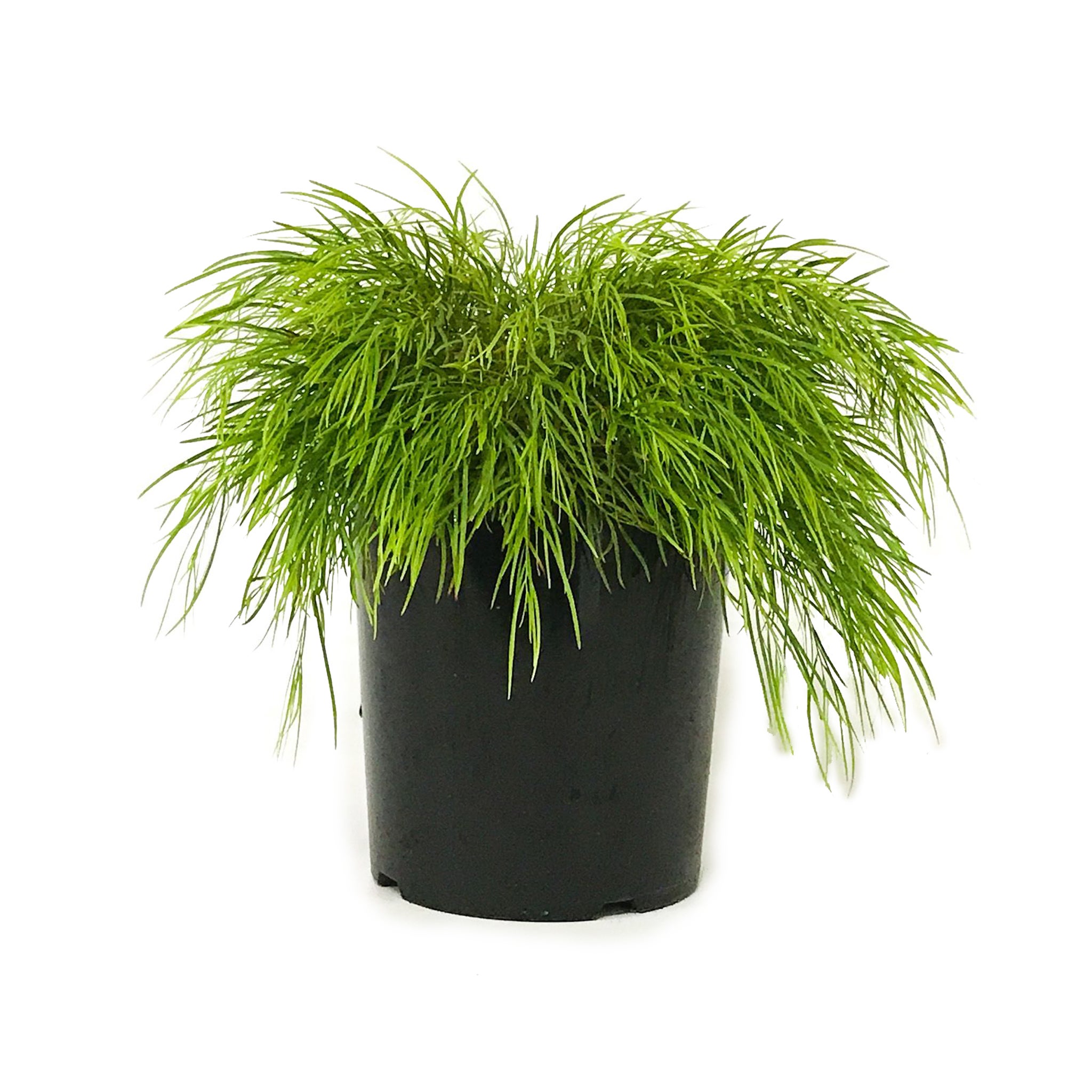 Acacia Cognata 'limelight' - 2.4l