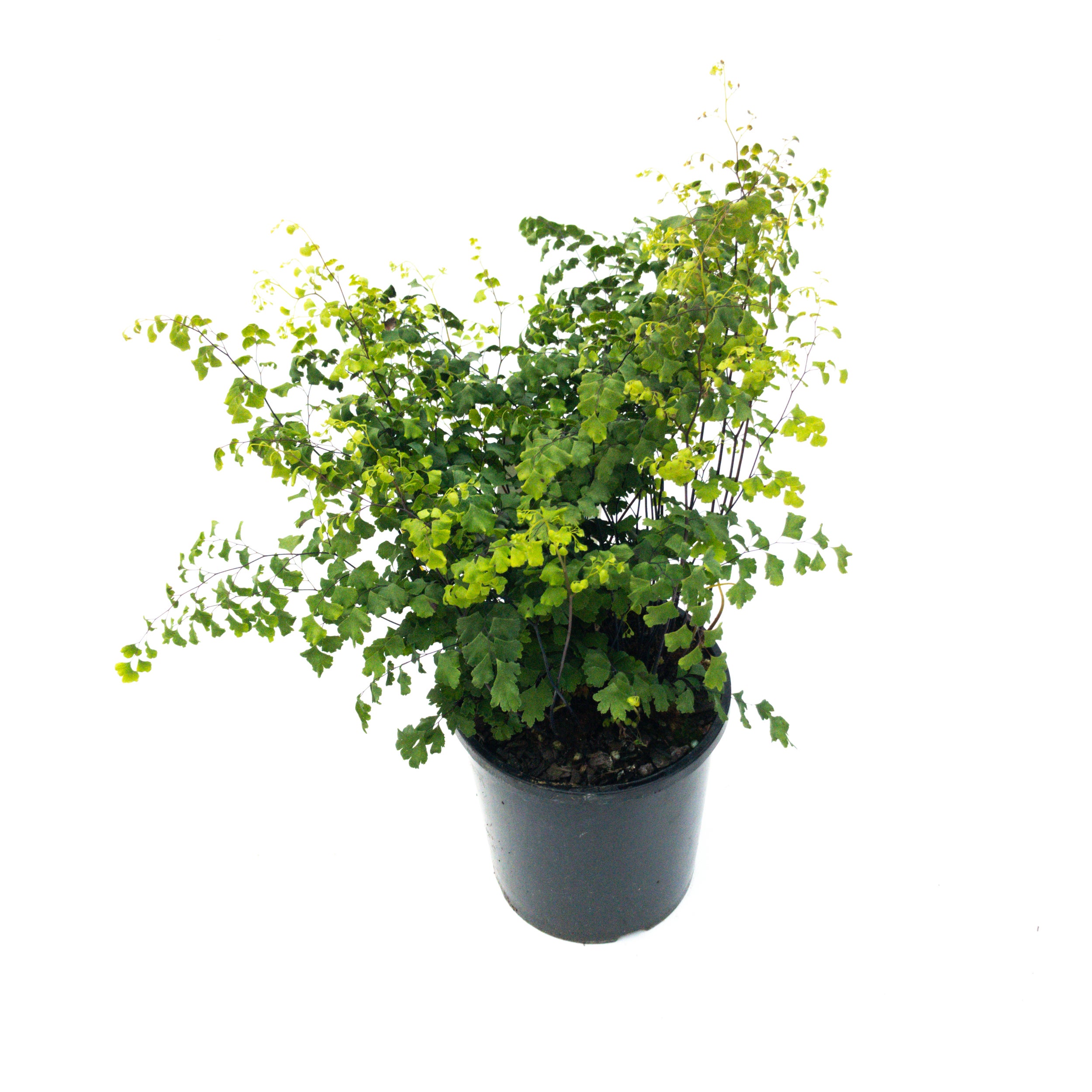 Adiantum (maidenhair Fern) - 2.5l