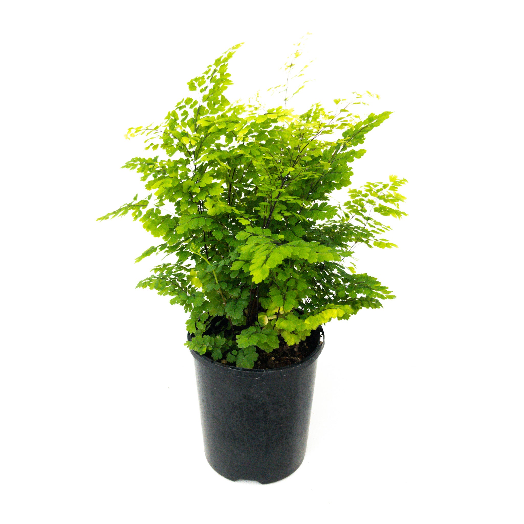 Adiantum (maidenhair Fern) - 130mm