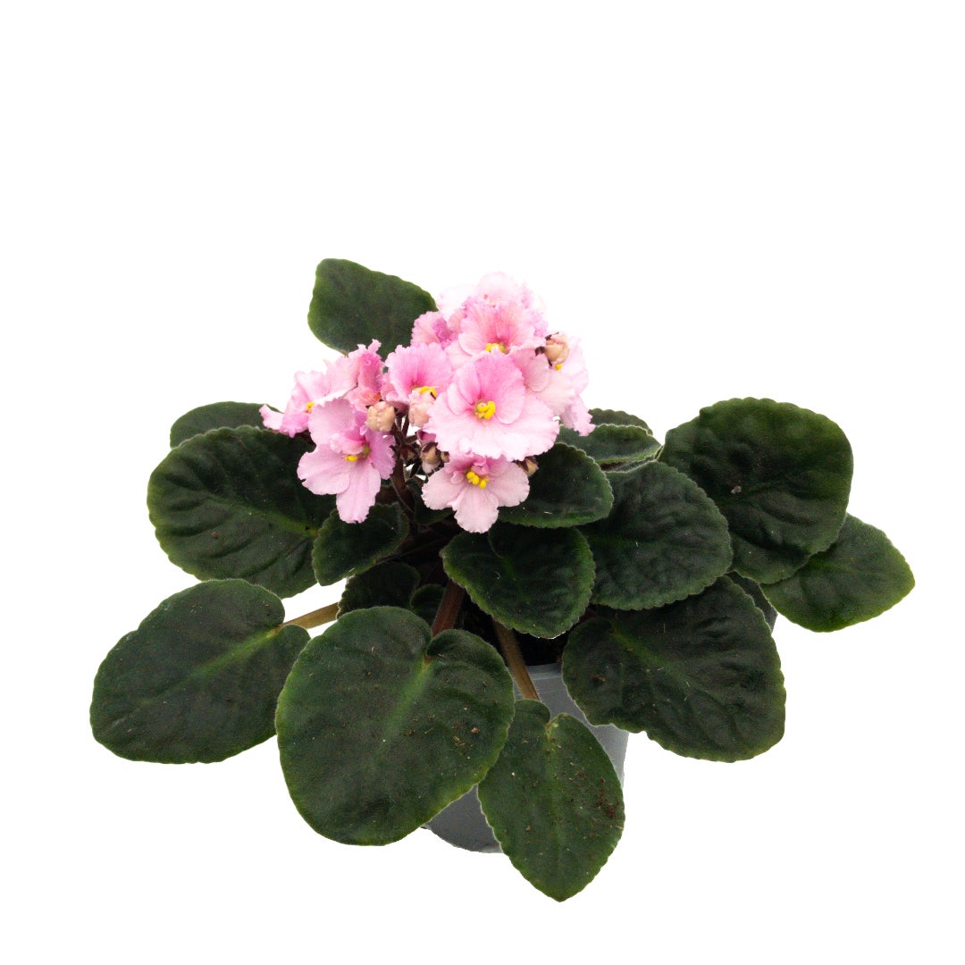 African Violet 10.5cm