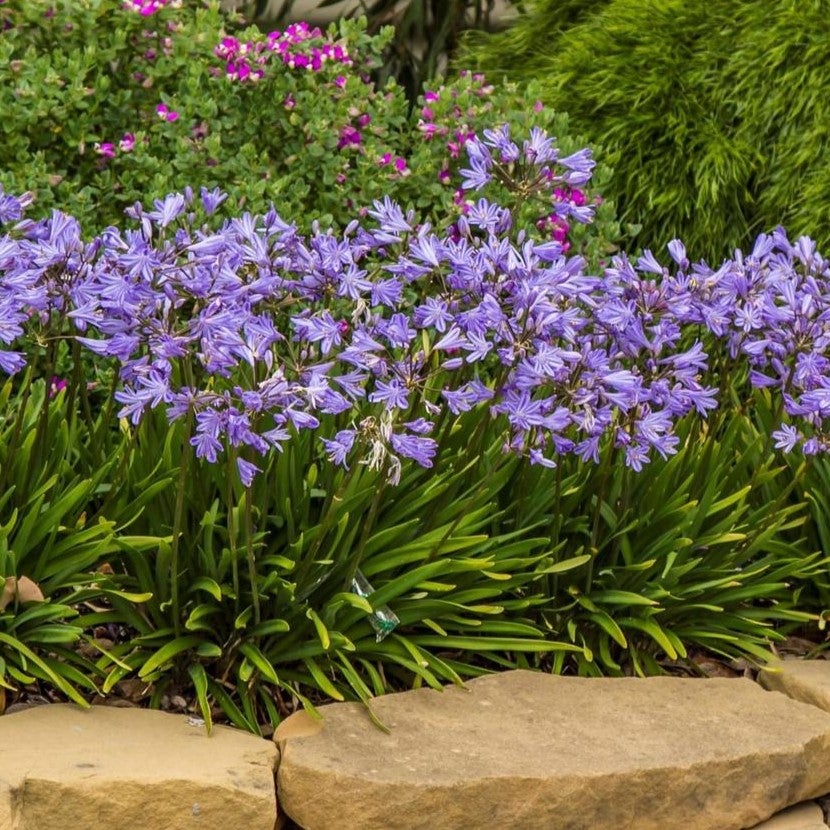 Agapanthus Sp Baby Pete 1.9l Pvr