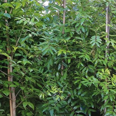 Alectryon Excelsus (titoki) - 17l