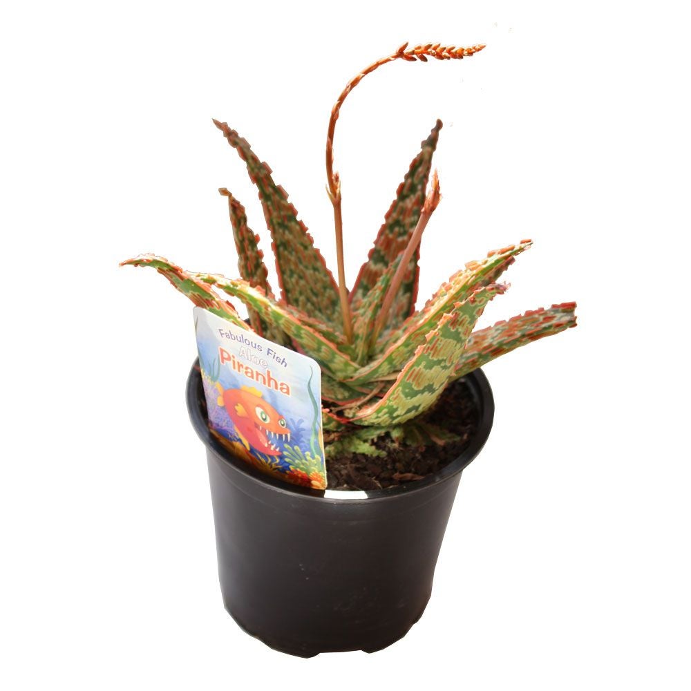 aloe vera aus gypten Reine Aloe Vera Kosmetik  ATALAYA BIO