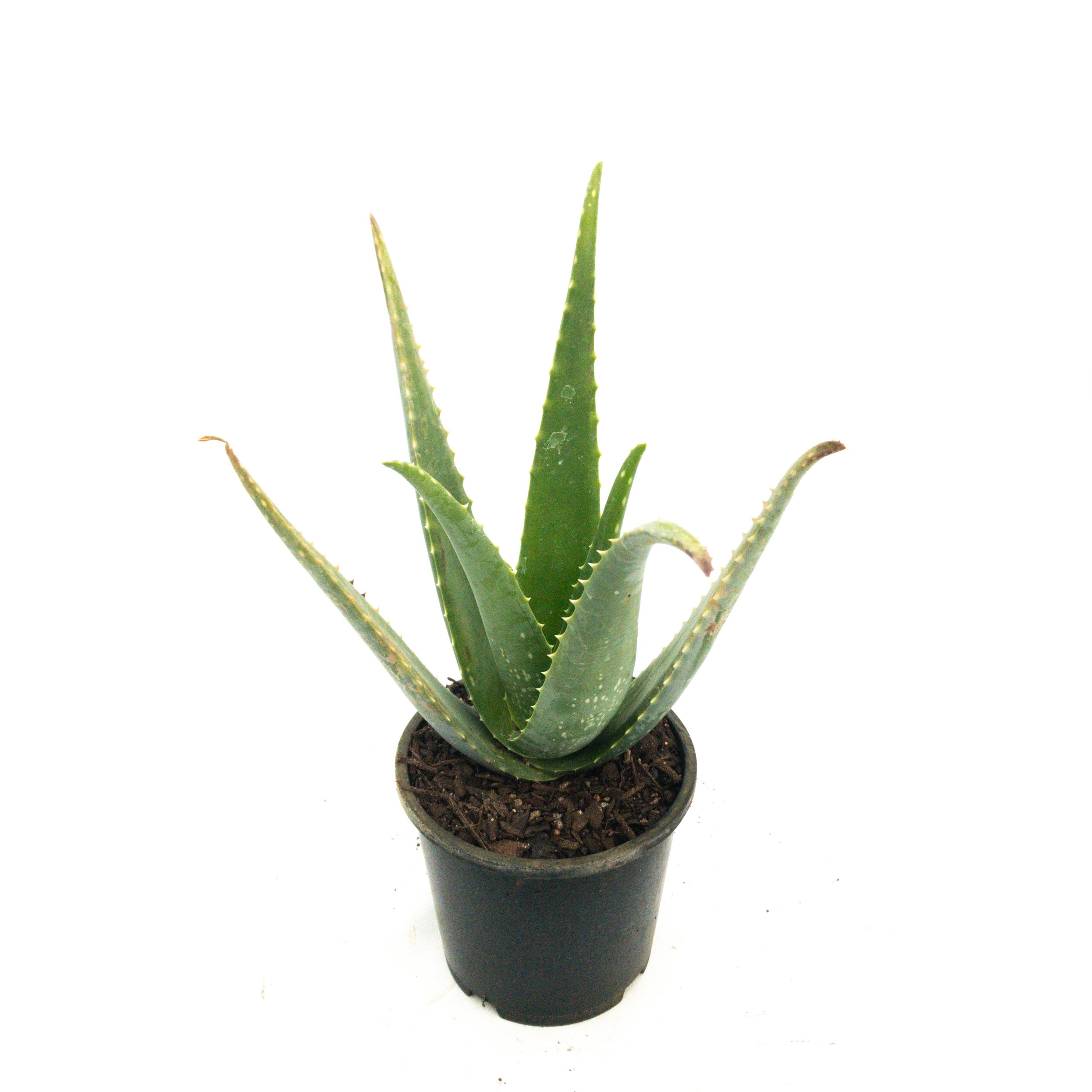 hyaluron und aloe vera Aloe Hyaluron Serum main image 0