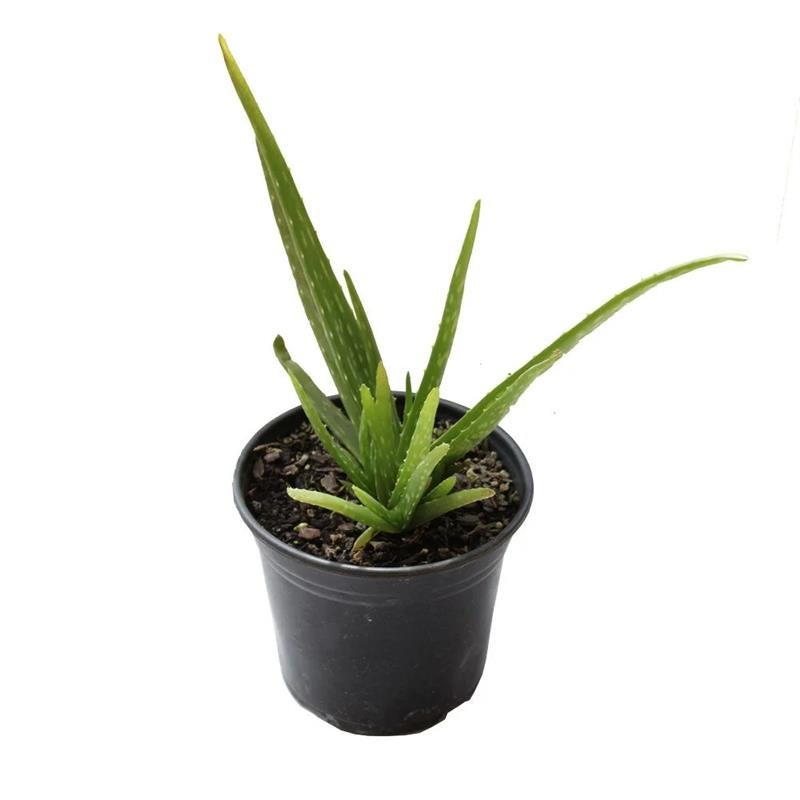 Aloe Vera 1.9l | Cacti and Succulent | Kings Plant Barn | NZ Garden  Centres, Shop Online, Cafes