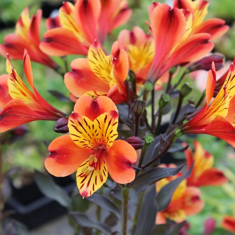 Alstroemeria Sp 'indian Summer' (peruvian Lily) - 2.5l