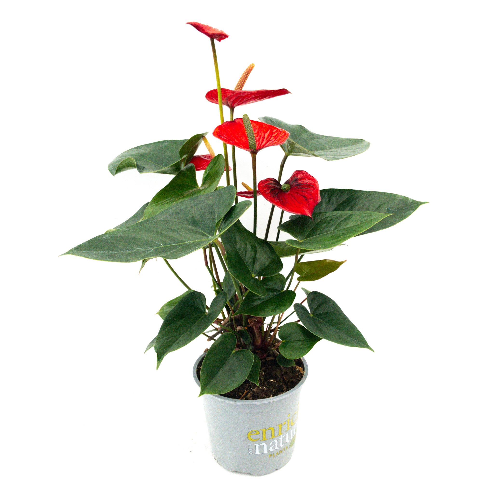 house plants book Little Book of House Plants and Other Greenery