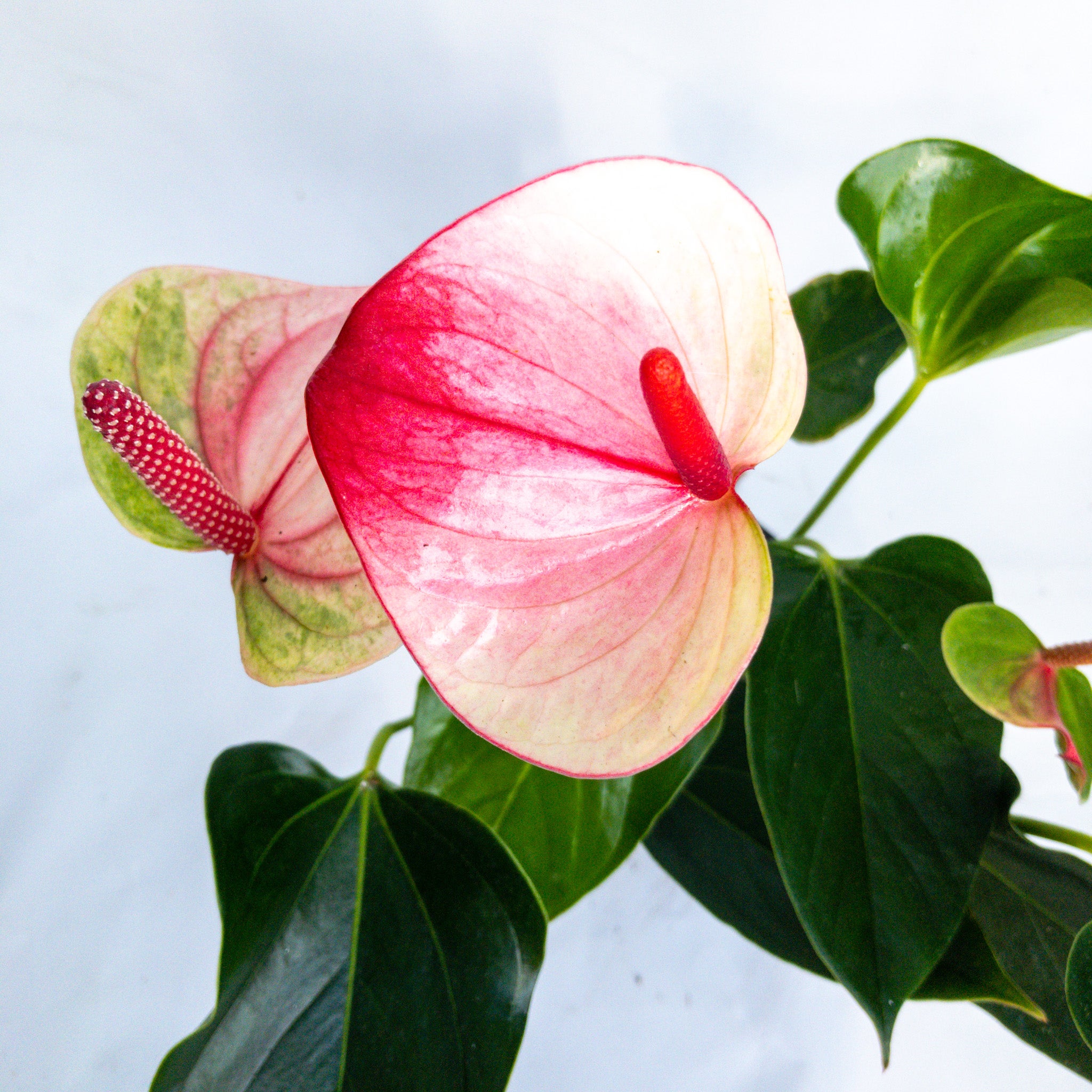 Anthurium Andreanum 'mystique' - 14cm | Flowering | Kings Plant Barn | NZ  Garden Centres, Shop Online, Cafes