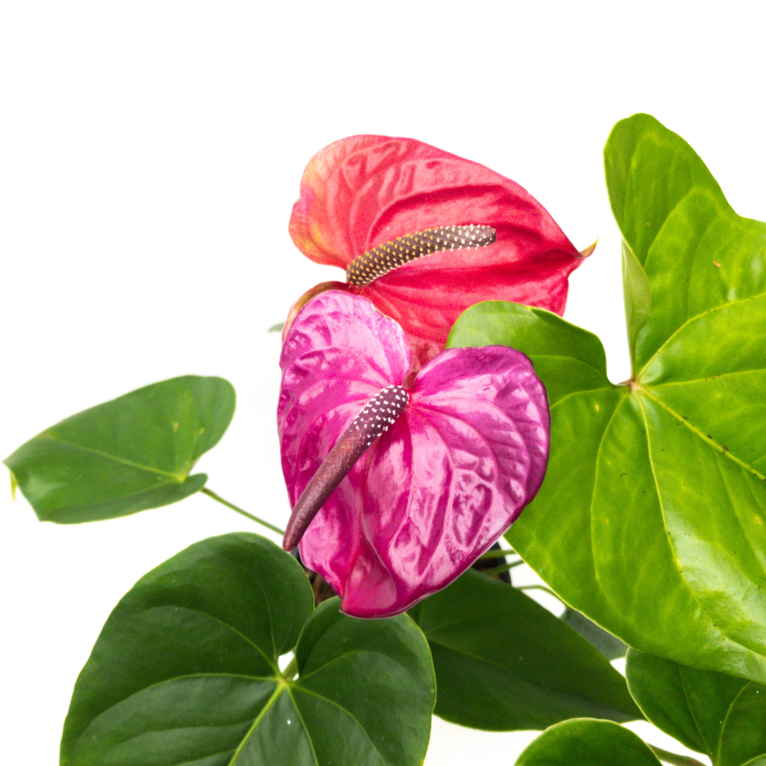 Anthurium Andreanum 'utah Dark Purple' - 14cm | Flowering | Kings Plant  Barn | NZ Garden Centres, Shop Online, Cafes