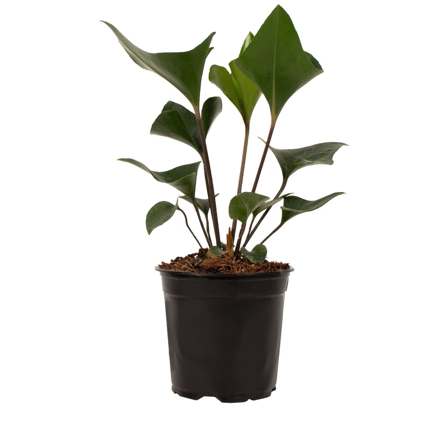 Anthurium Andreanum 'mystique' - 14cm | Flowering | Kings Plant Barn | NZ  Garden Centres, Shop Online, Cafes
