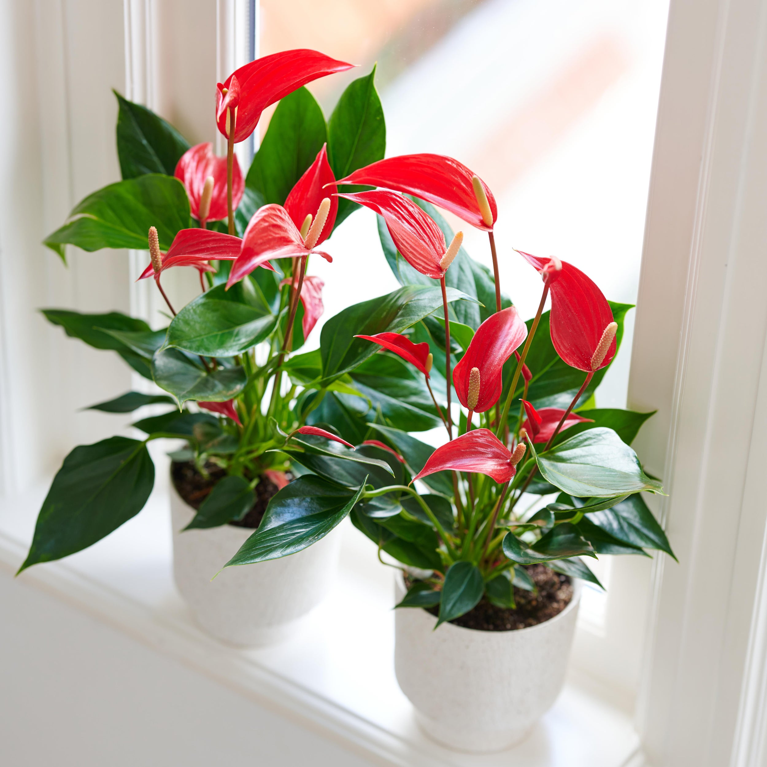 Anthurium Arrow- 12cm | Flowering | Kings Plant Barn | NZ Garden Centres,  Shop Online, Cafes