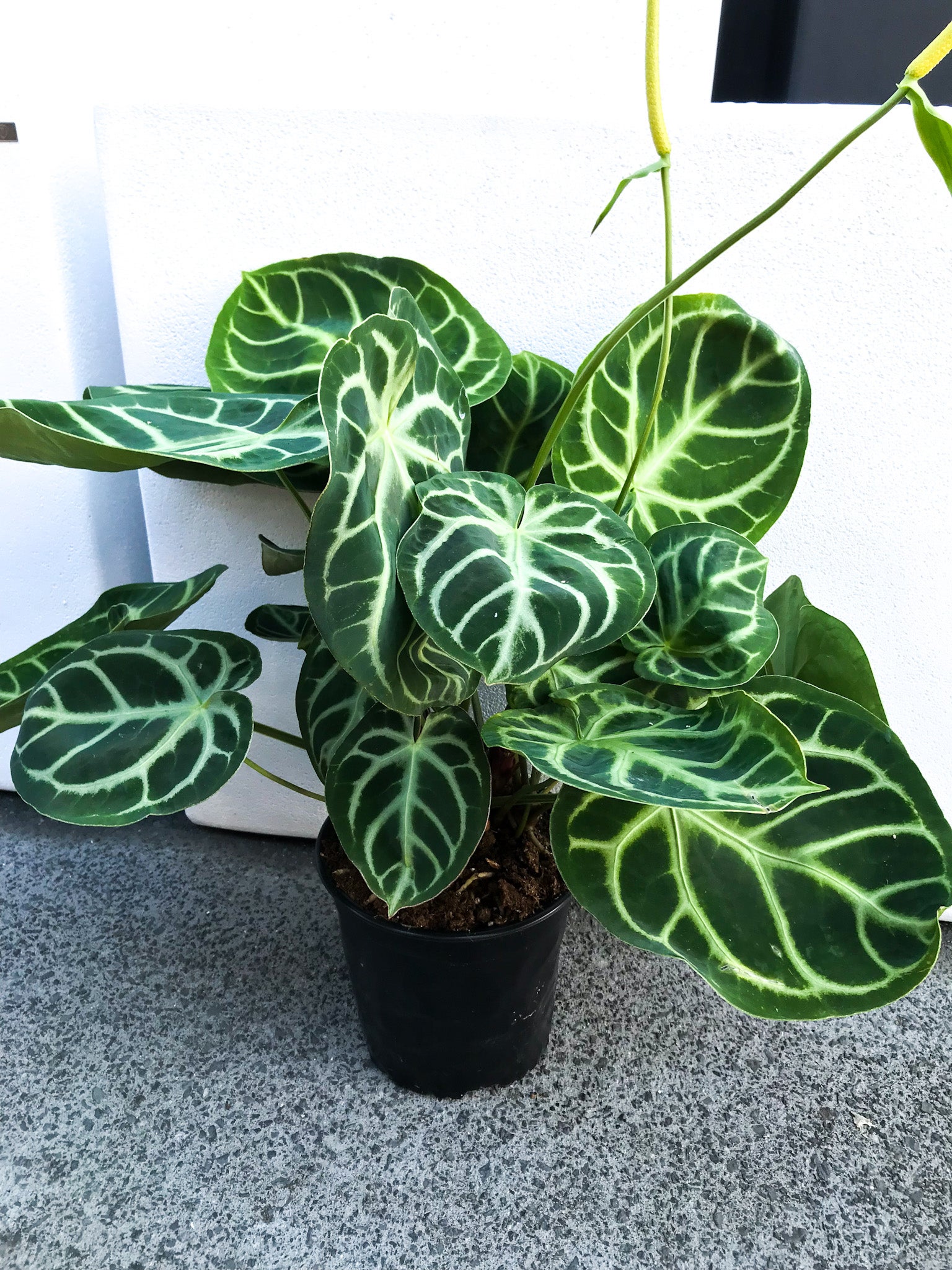 anthurium-crystallinum-12cm-