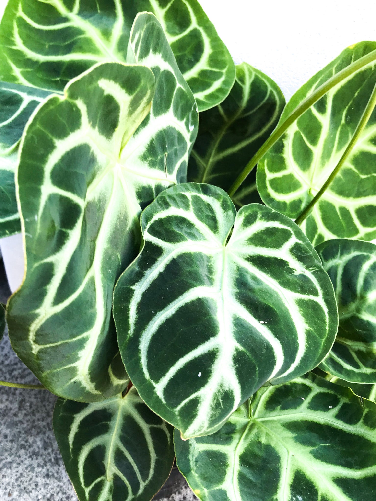Anthurium Crystallinum 12cm | Flowering | Kings Plant Barn | NZ