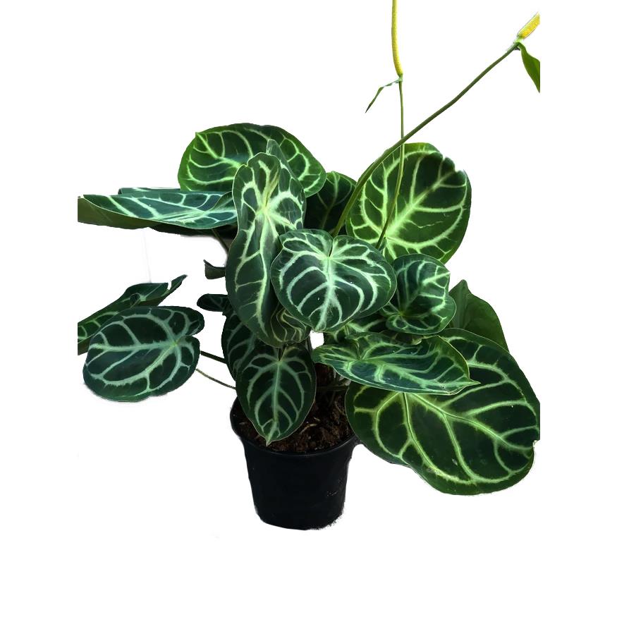 mass cane house plants Dracaena - Massangeana Cane