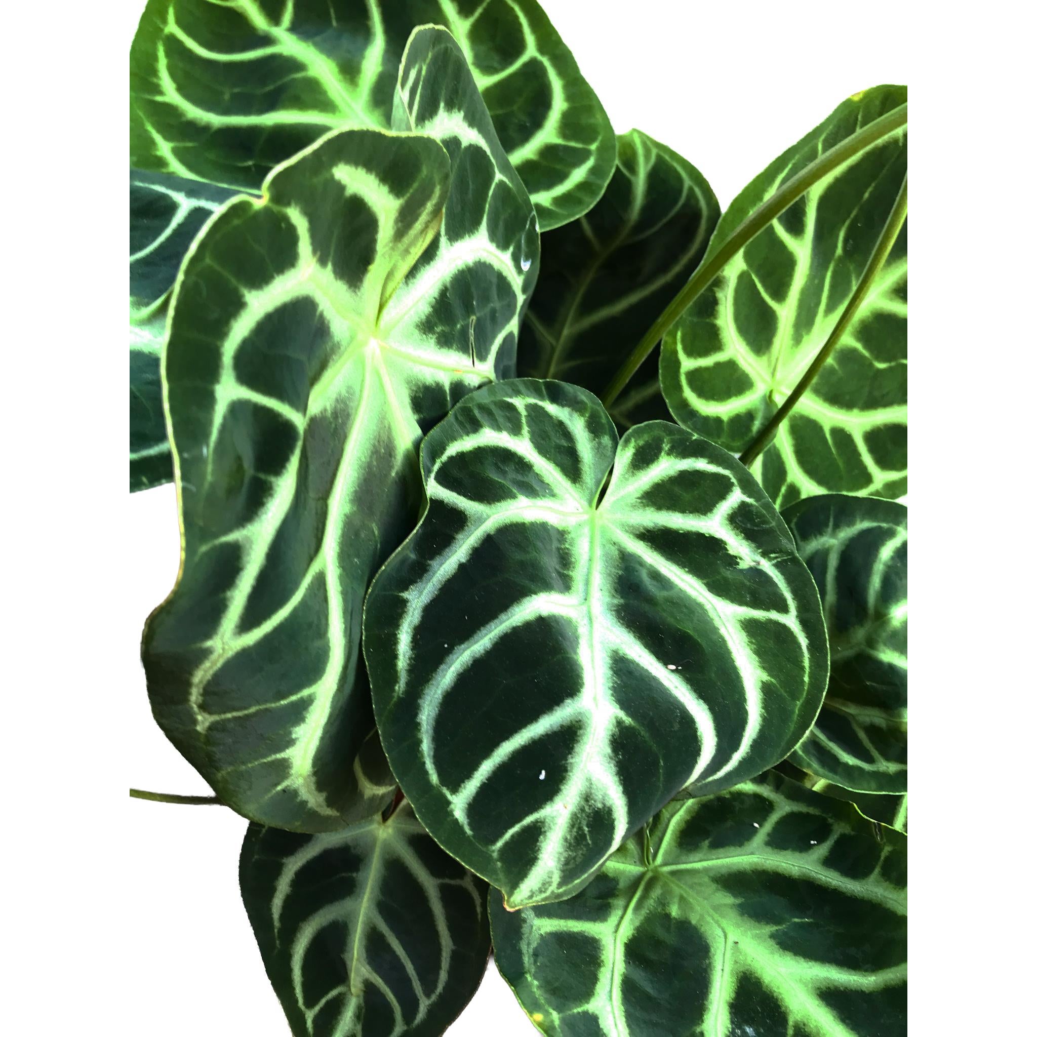 Anthurium Crystallinum 17cm | Flowering | Kings Plant Barn | NZ