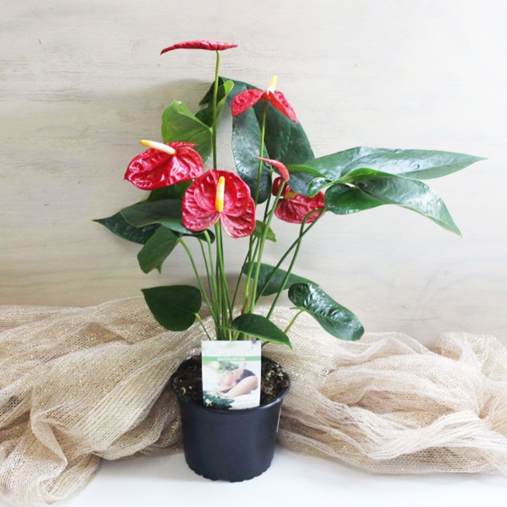 anthurium magnificum kaufen ANTHURIUM MAGNIFICUM online kaufen bei potflourri main image 0