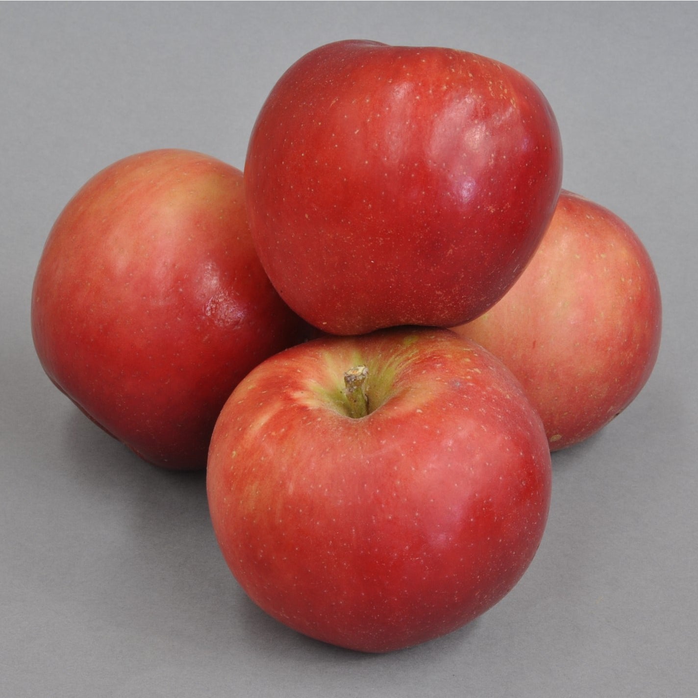 Apple 'teachers Pet' - 4.7l