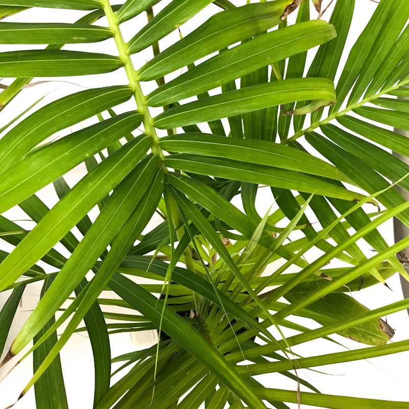 Archontophoenix Alexandrae (king Palm) - Pb6.5