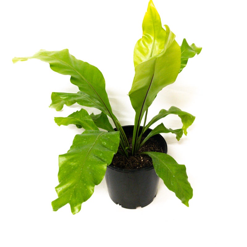 Asplenium Nidus (birds Nest Fern) - 200mm
