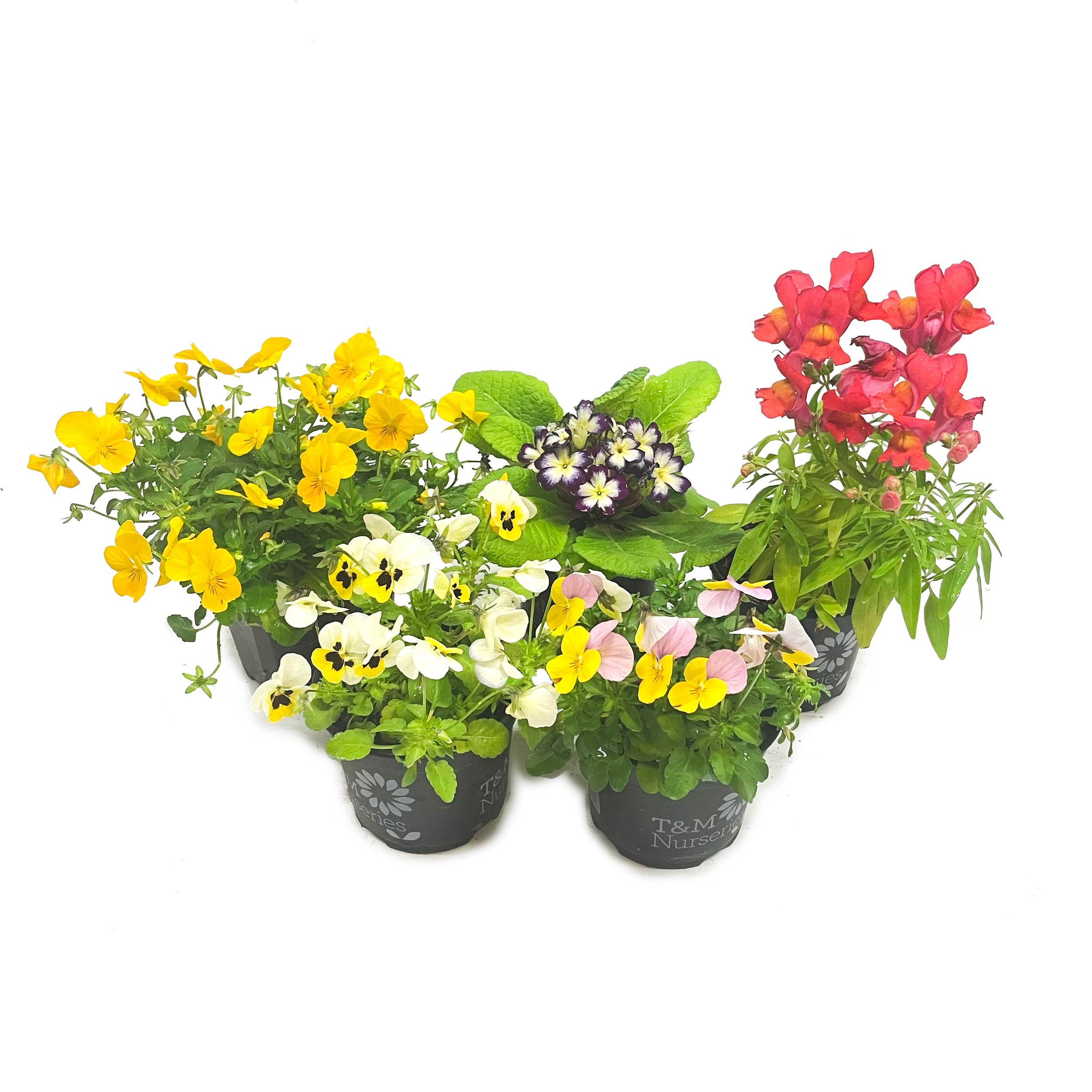 Assorted Potted Colour - 10cm