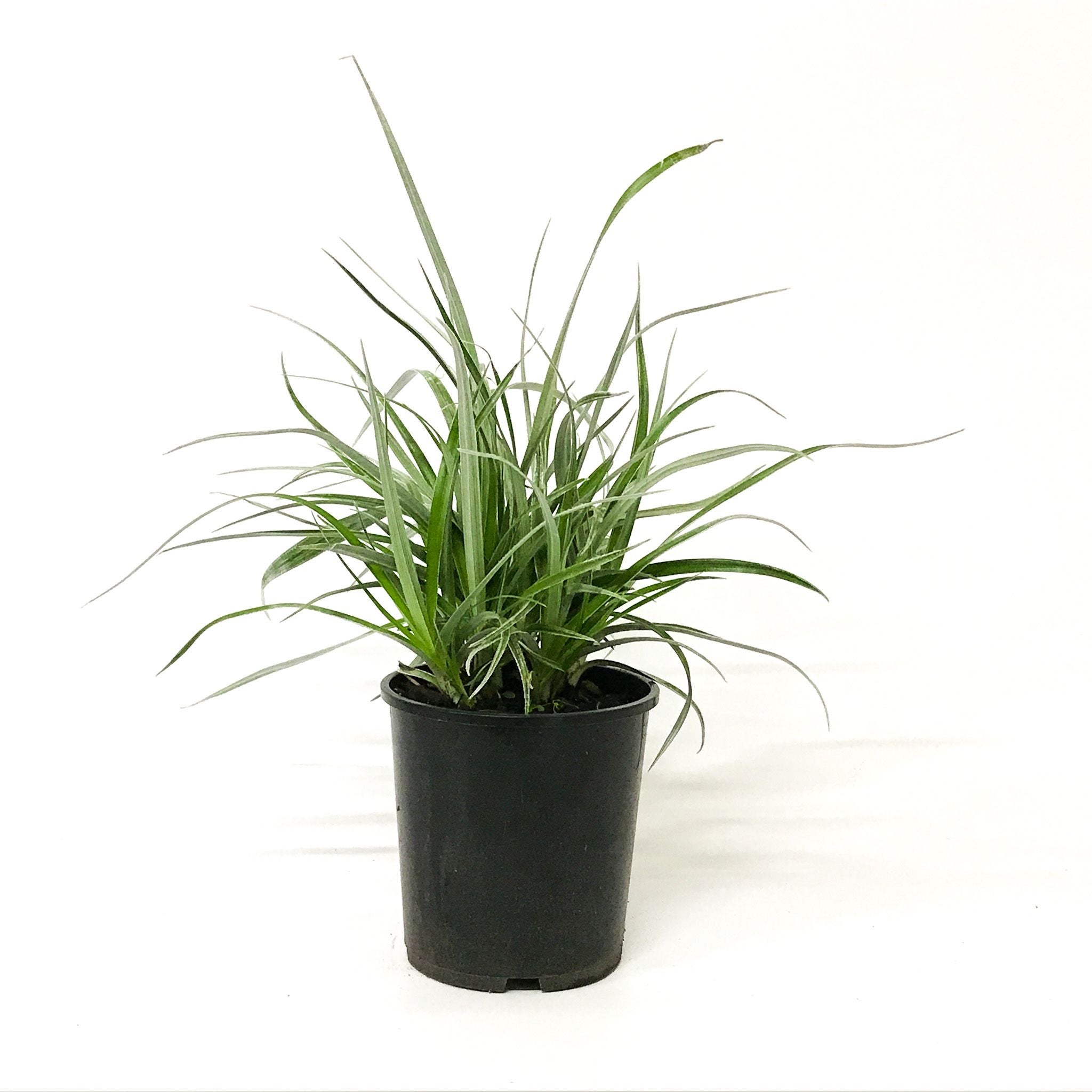 Astelia Banksii - 2l