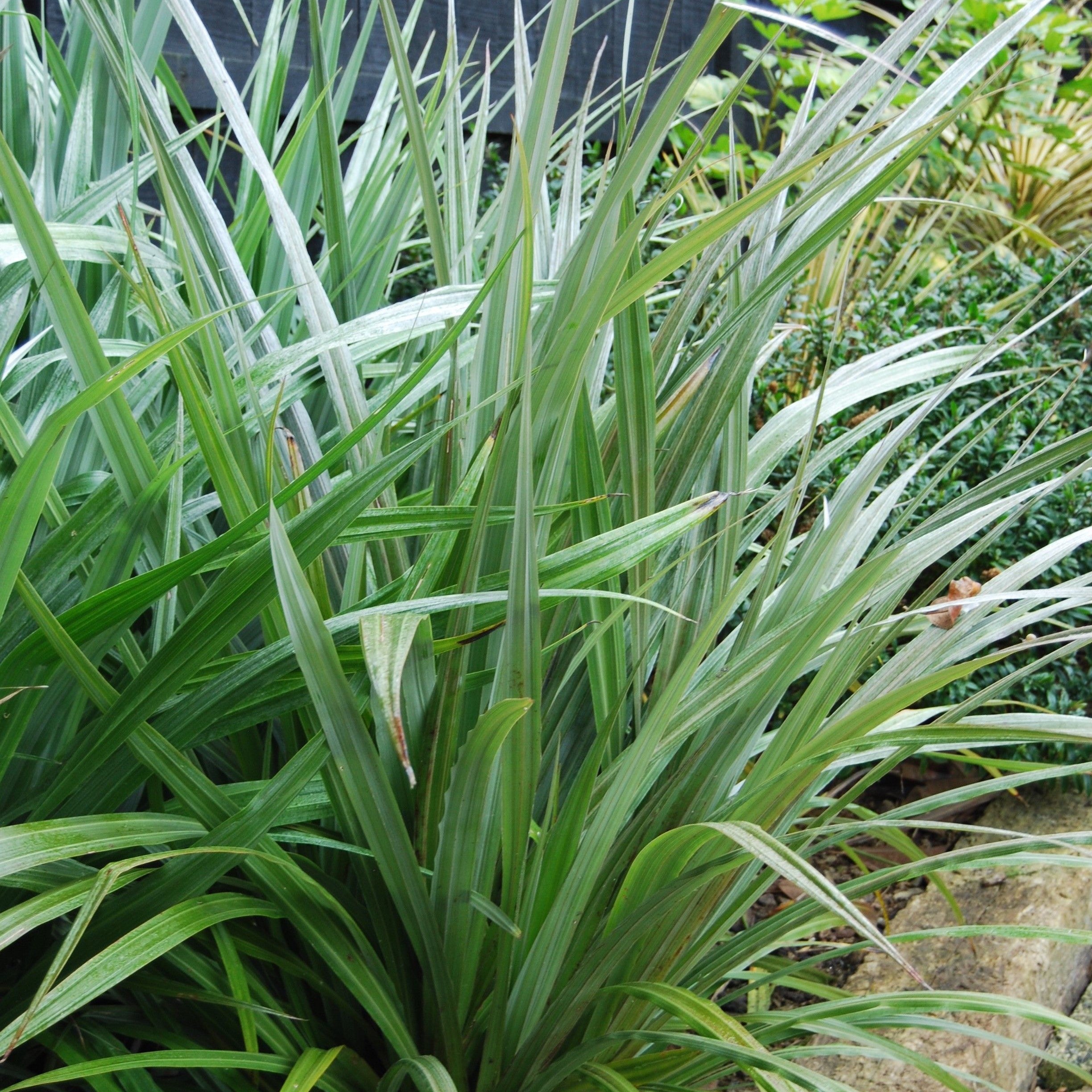 Astelia Chathamica 'silver Spear' - 2.5l