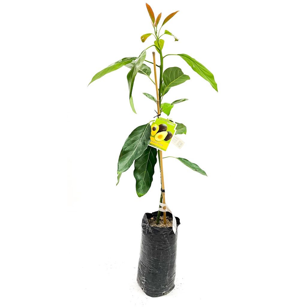 Avocado 'hass' - Pb5s