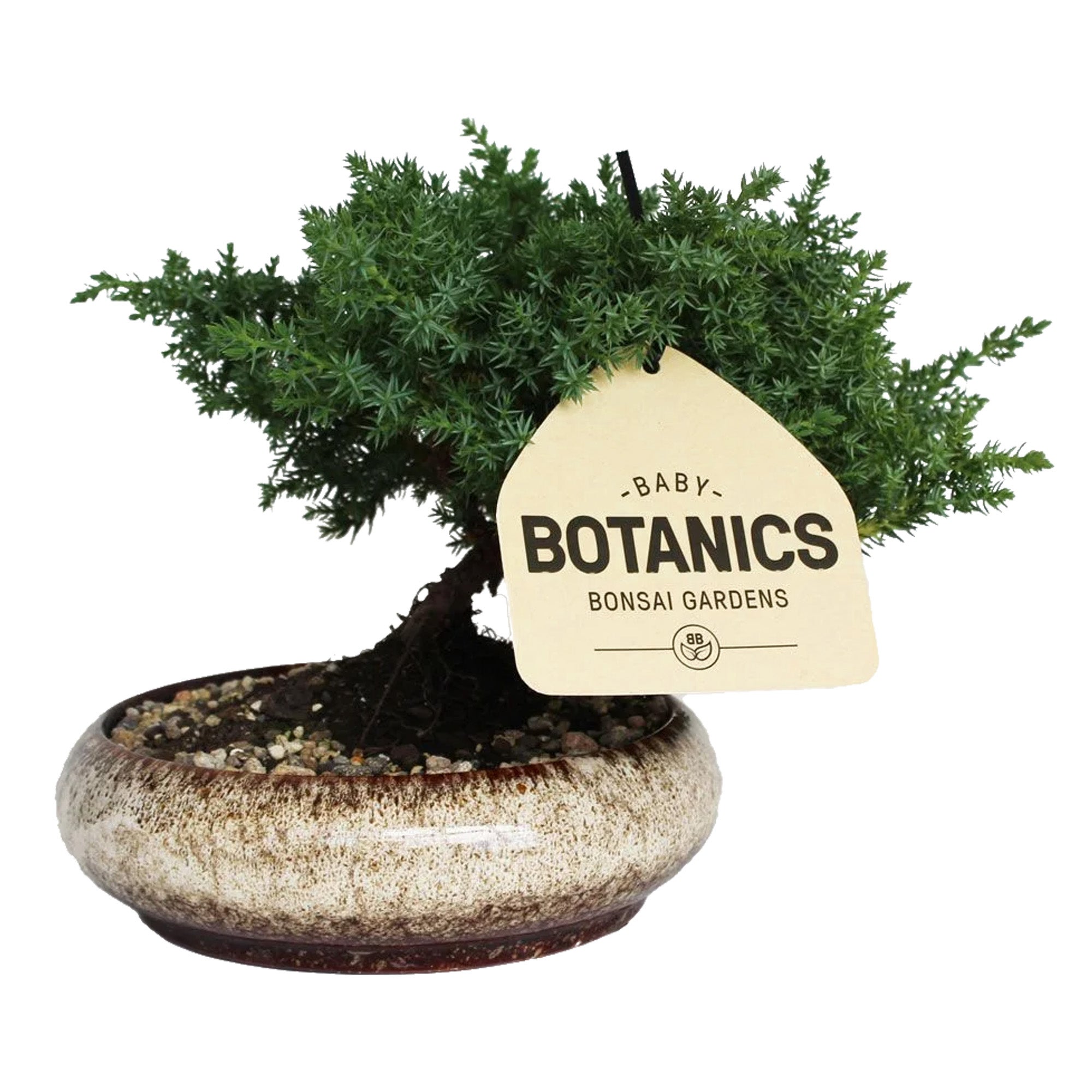 Baby Botanics Bonsai K2055 | Bonsai | Kings Plant Barn | NZ Garden Centres, Shop  Online, Cafes
