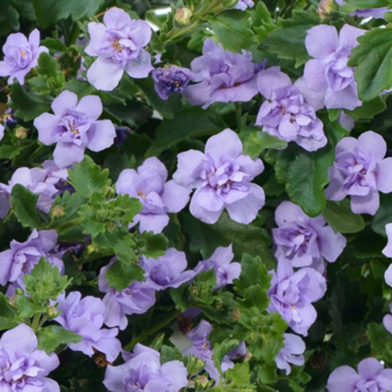 Sutera (bacopa) Cordata 'scopia Double Lavender' - 1.5l