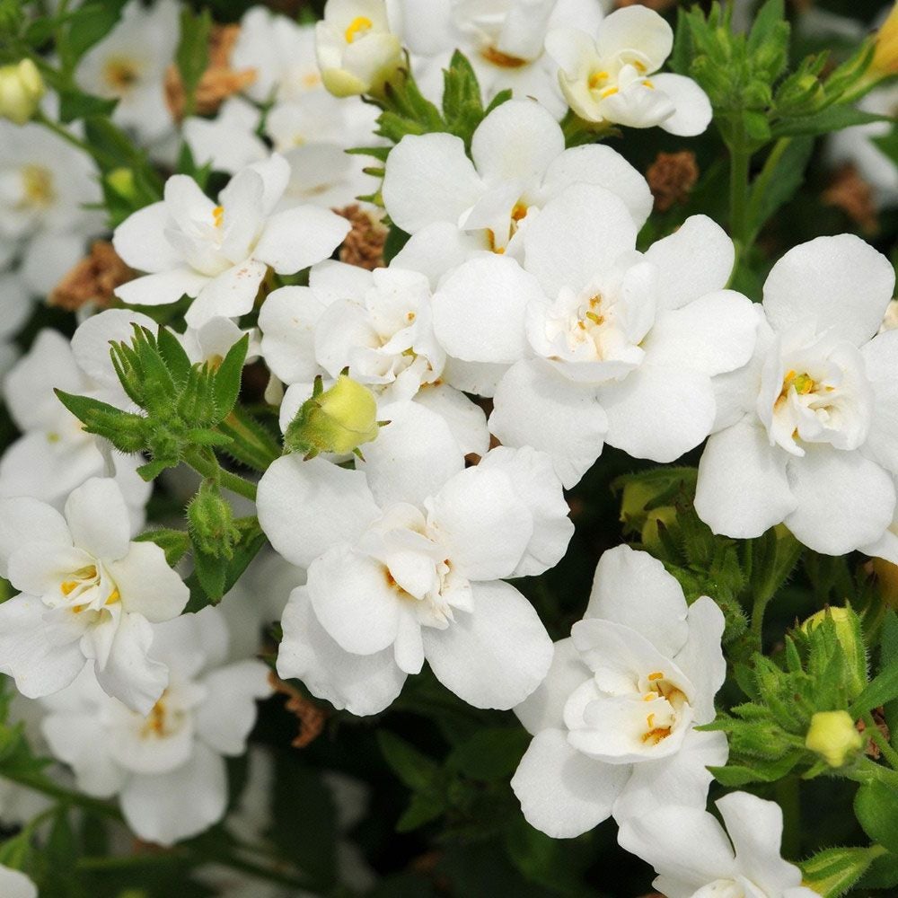Sutera (bacopa) Cordata 'scopia Double White' - 1.5l