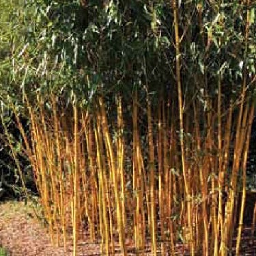 Bambusa Wang Tsai - 3.3l