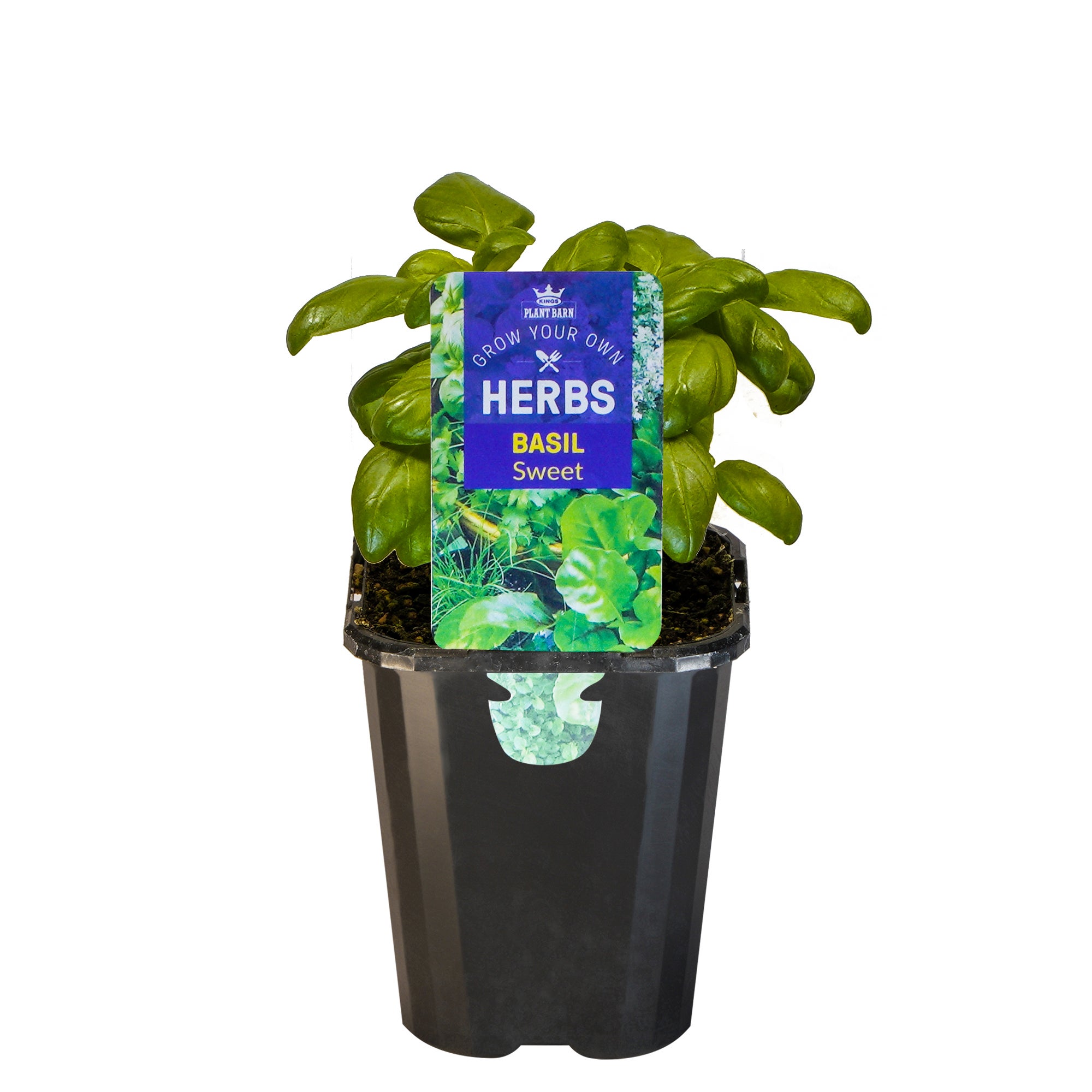 Basil Sweet - Large Herb 12.5cm