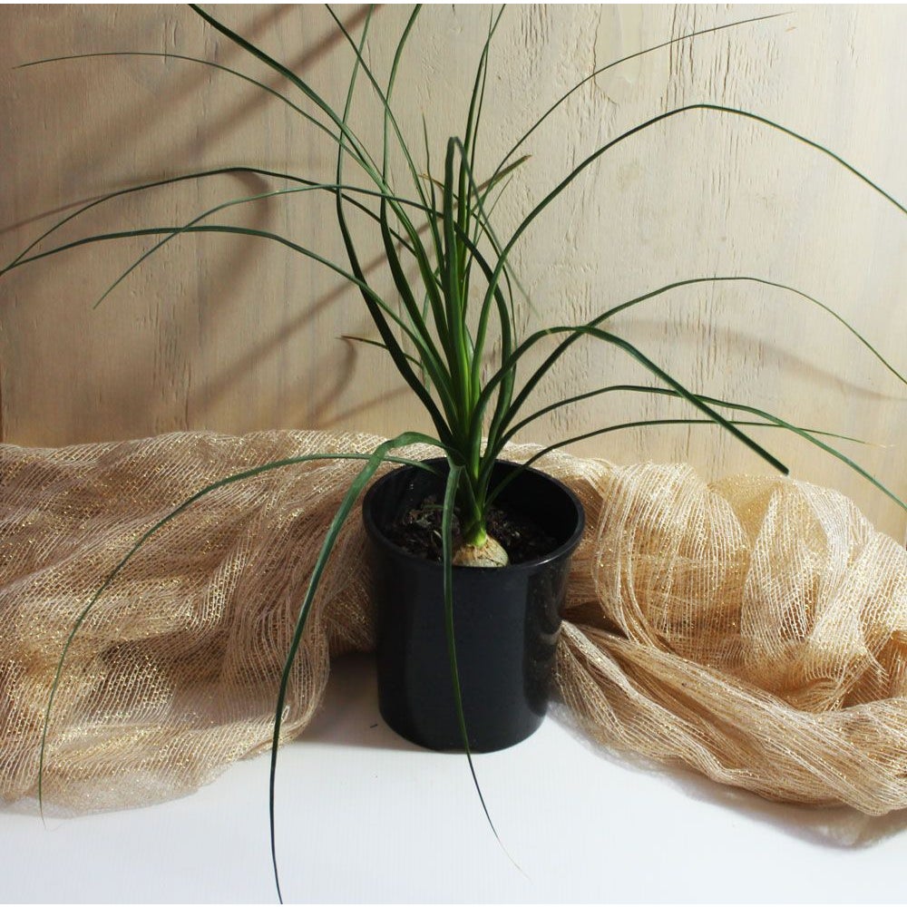 Beaucarnea Recurvata (ponytail Palm) - 140mm