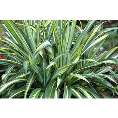 Beschorneria Yuccoides 'reality' - 2.5l