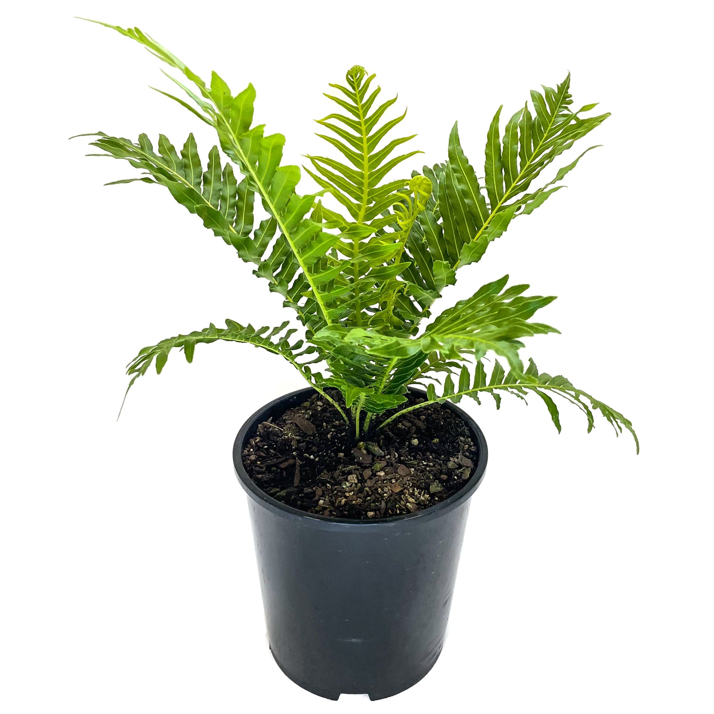 Kings Blechnum Gibbum 'silver Lady' -1.5l