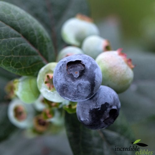 Blueberry  'pink Icing' - 1.9l