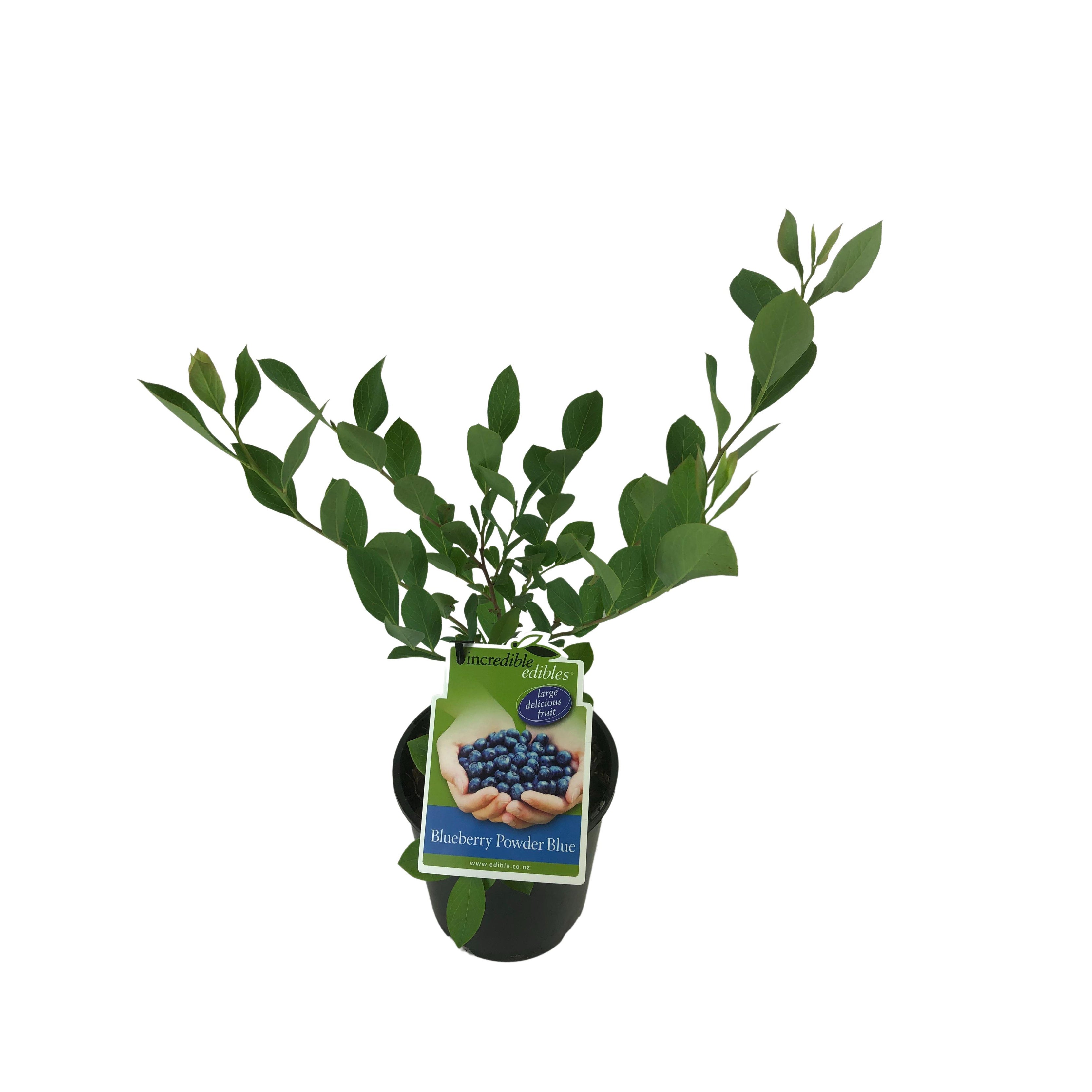 Blueberry  'powder Blue' - 1.9l