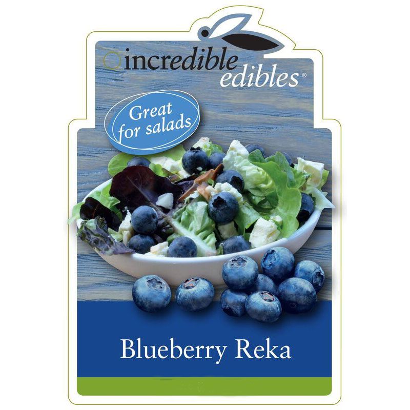 Blueberry 'reka' - 1.9l