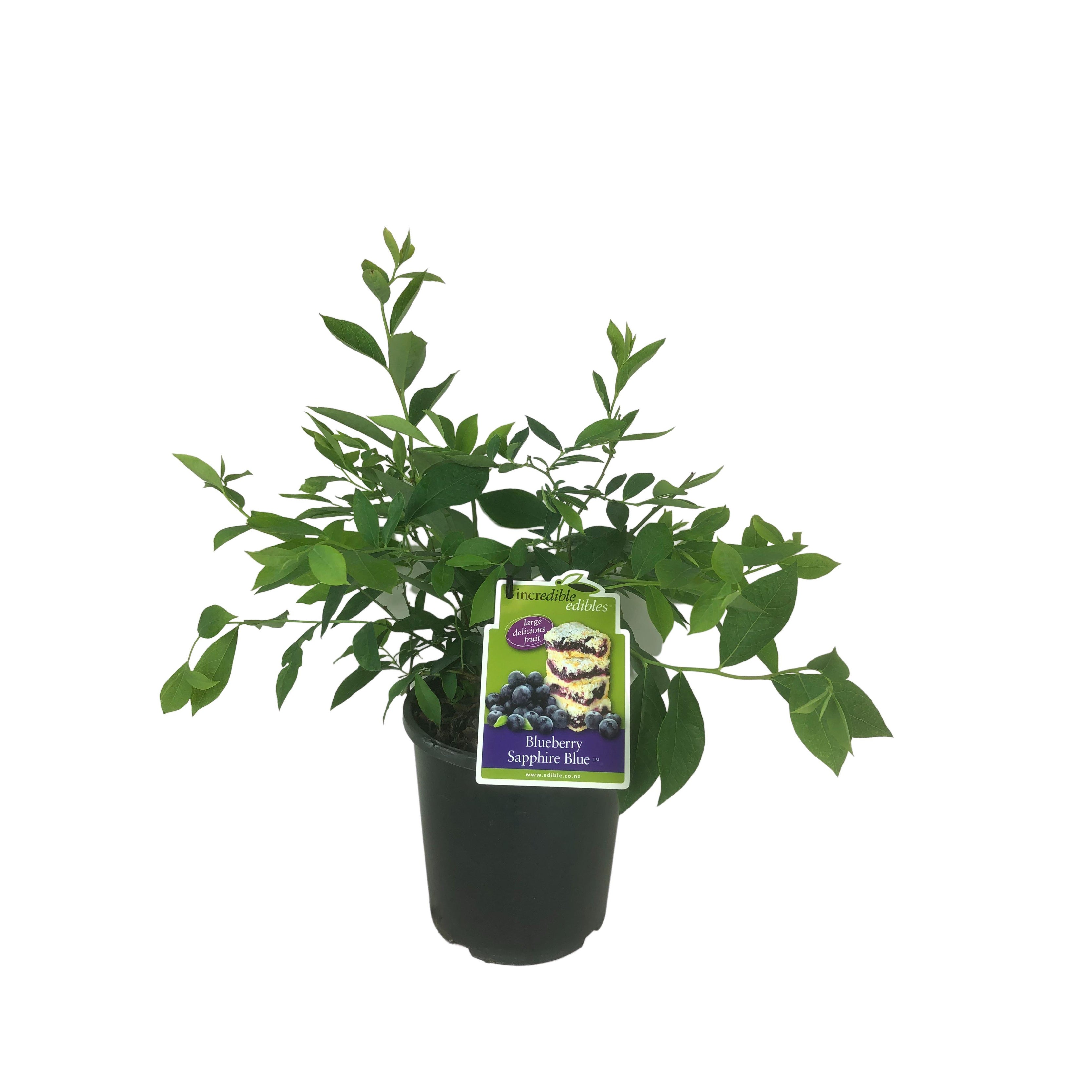 Blueberry 'sapphire Blue' - 3l