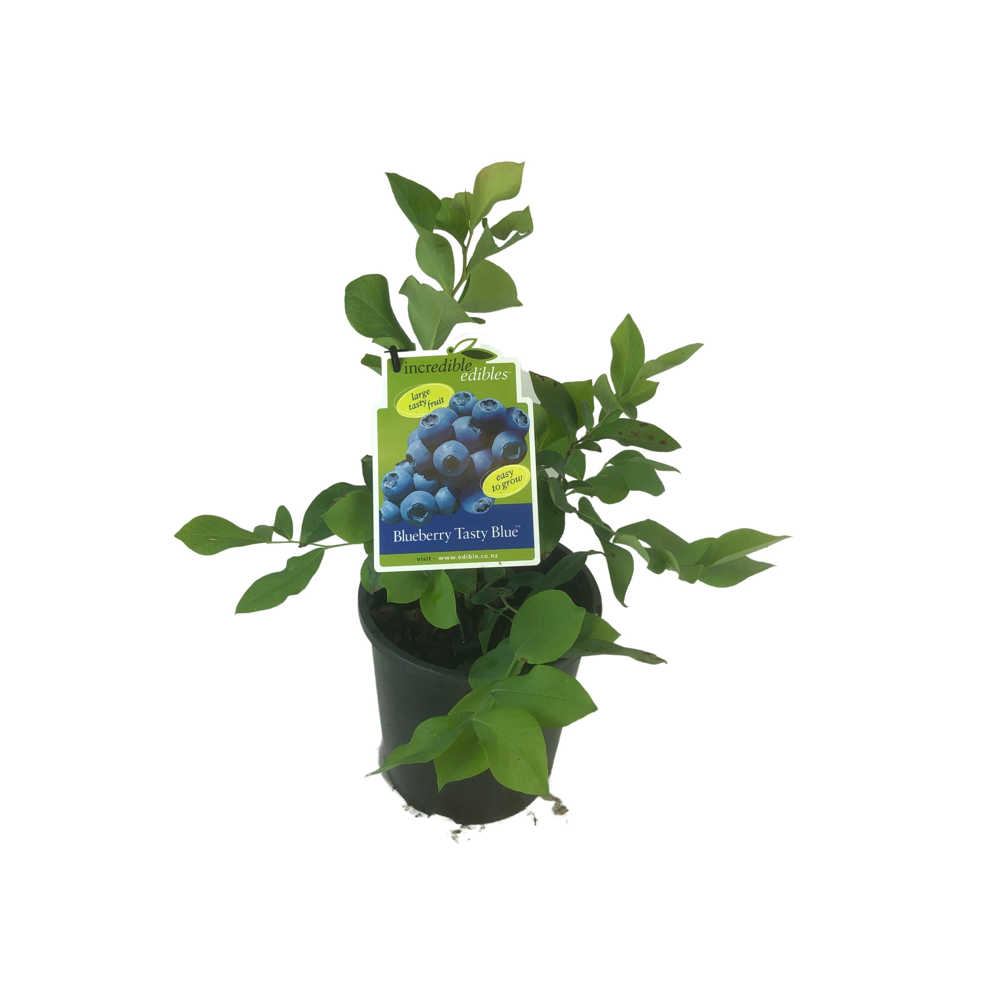 Blueberry 'tasty Blue' - 3l