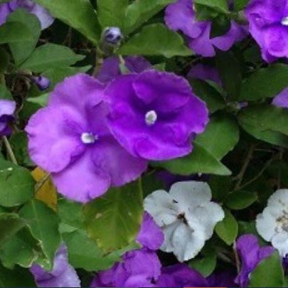 Brunfelsia Pauciflora 'blue Moon' (yesterday Today Tomorrow) 2.5l