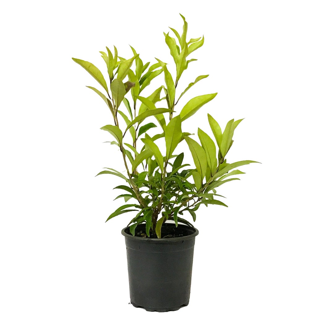 Brunfelsia Undulata 'white Caps'  - 3.3l