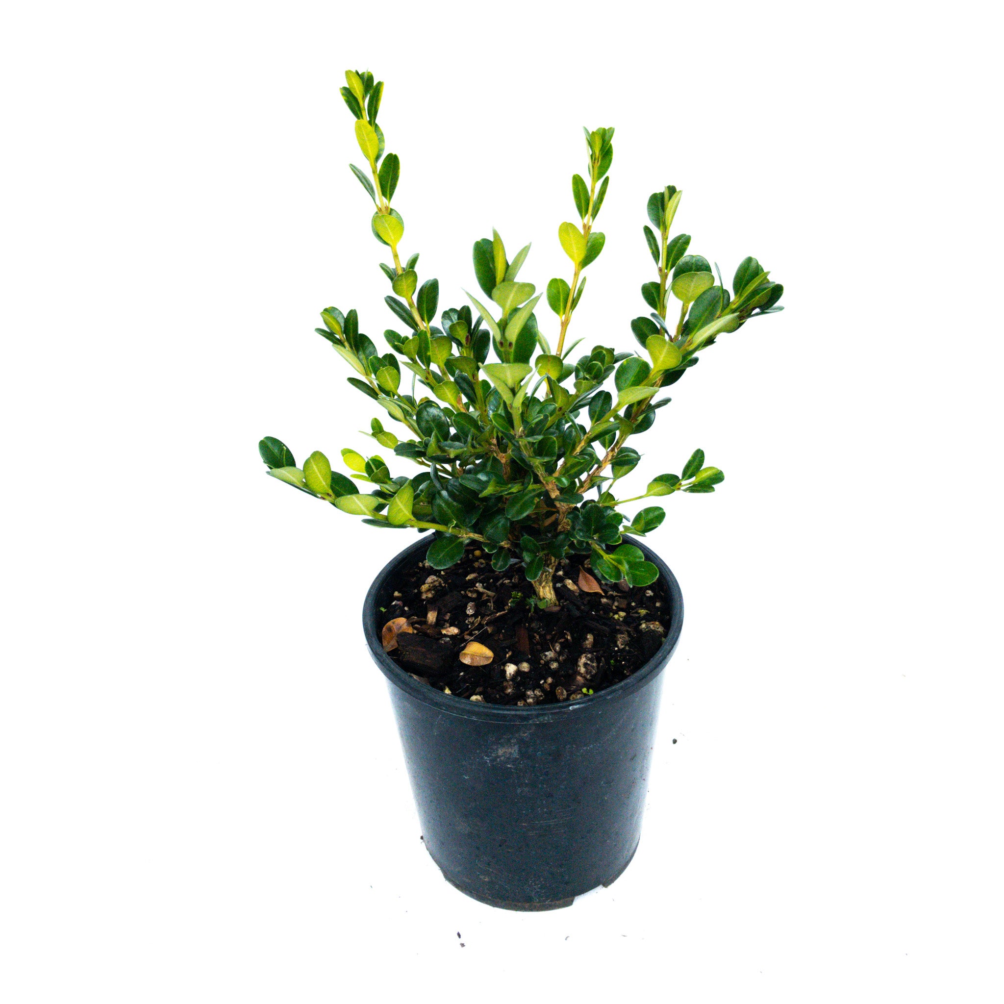 Buxus Hybrid 'green Gem' - 2l