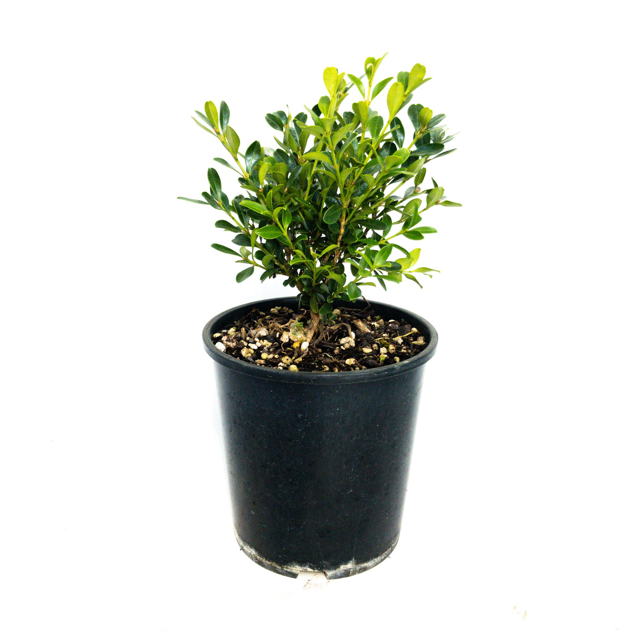 Buxus Microphylla 'koreana' - 2l