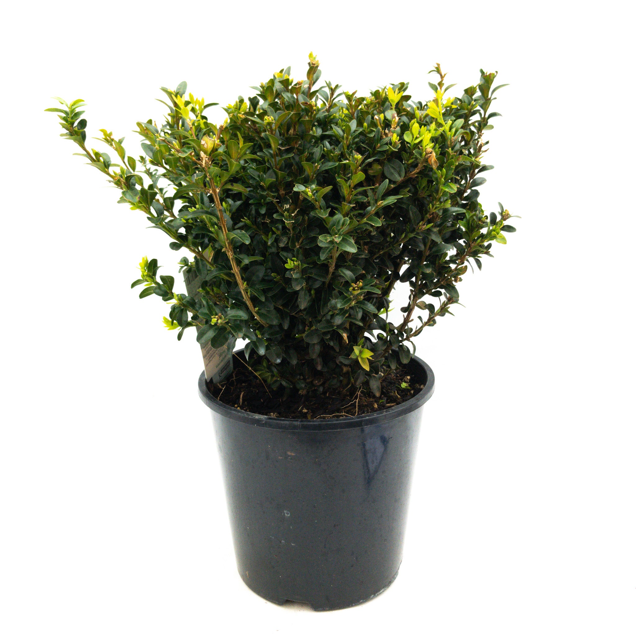 Buxus Sempervirens - 6l