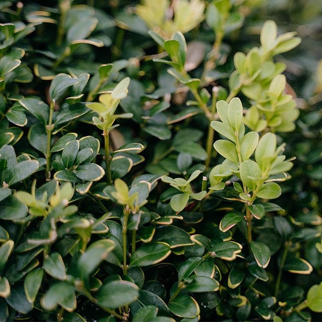 Buxus Sempervirens 8l