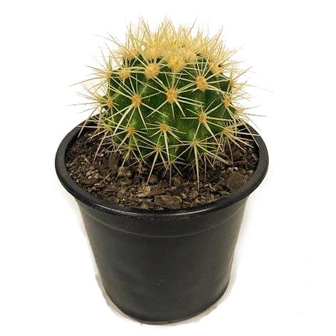 Cacti Species - 150mm