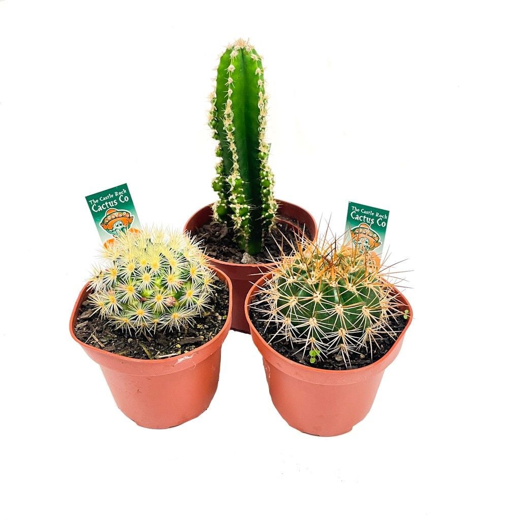 Cacti Species - 100mm
