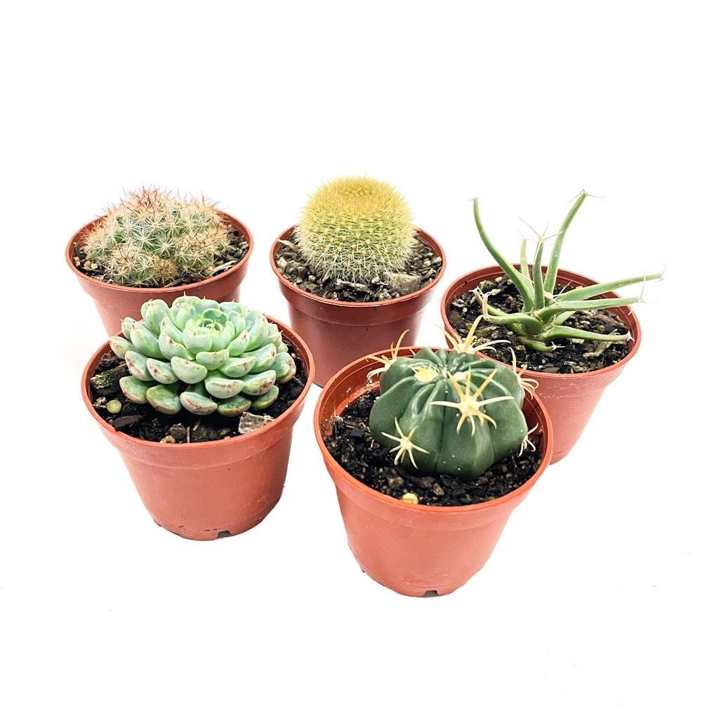 Cacti Species - 60mm