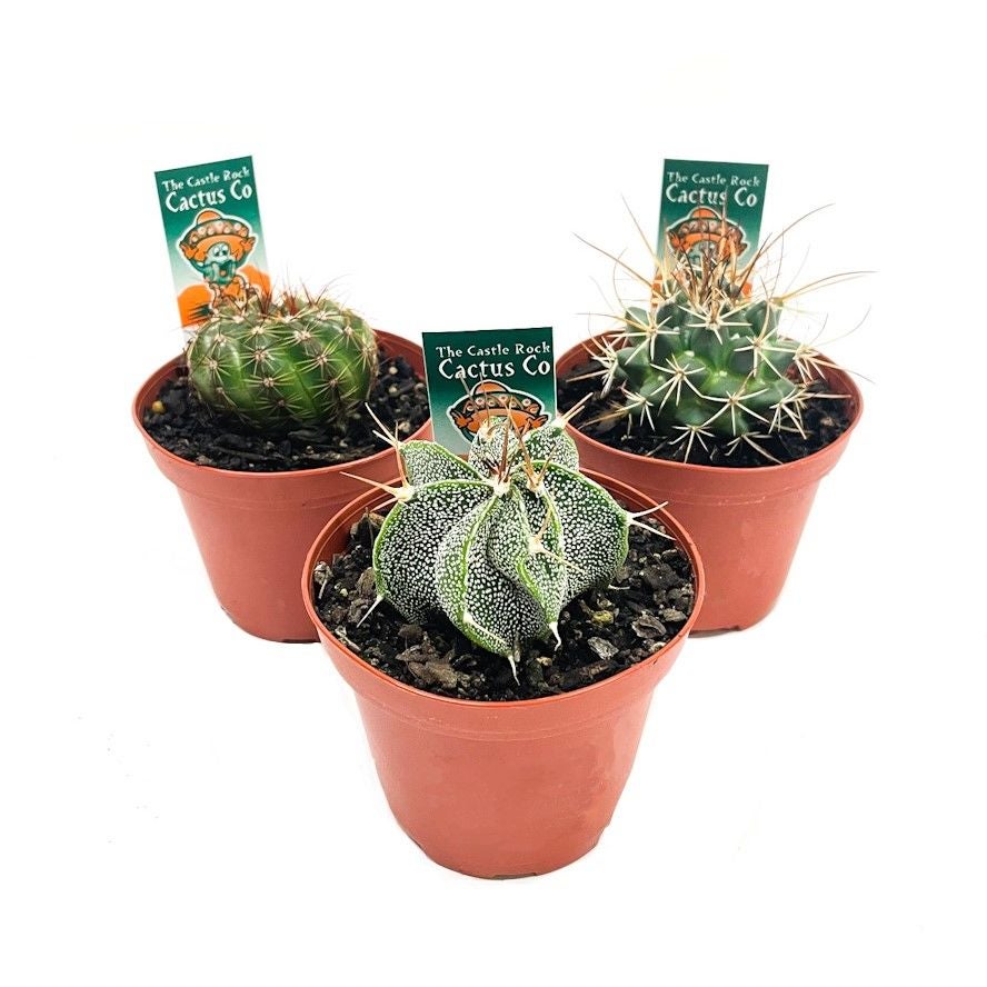 Cacti Species - 80mm